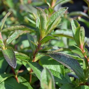 Cistus × dansereaui 'Decumbens' 20-30 cm